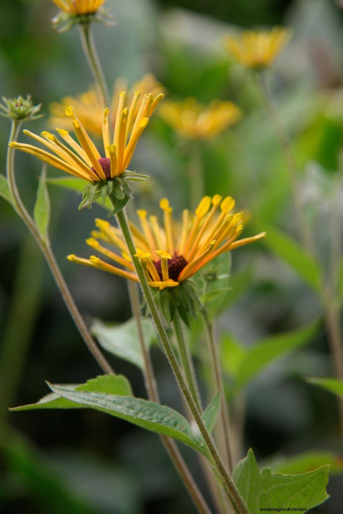 Top 10 plants of the past 20 years