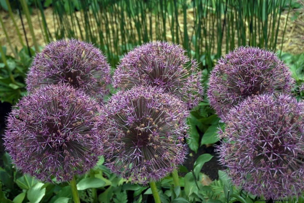 Top 10 plants of the past 20 years