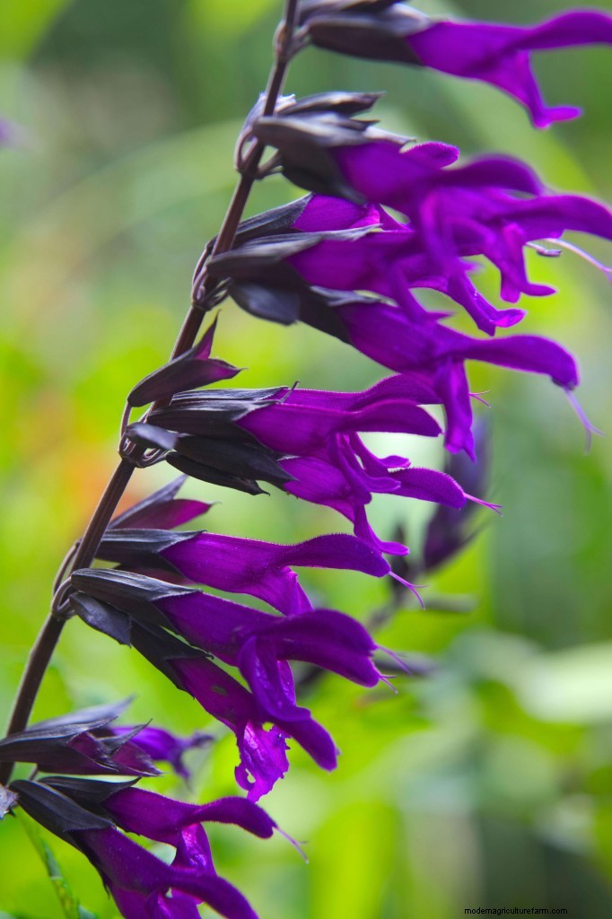 Top 10 plants of the past 20 years