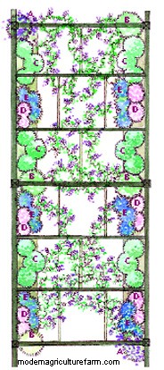 How to make a Wisteria Walk