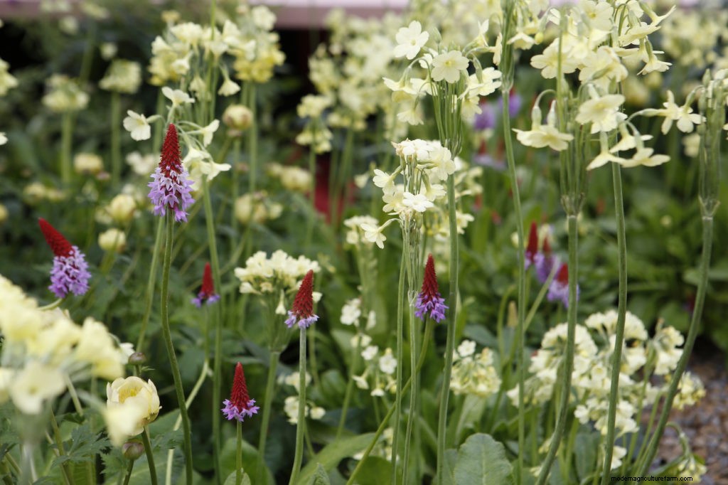 Chelsea Flower Show 2017 Top 5 Plant Combinations