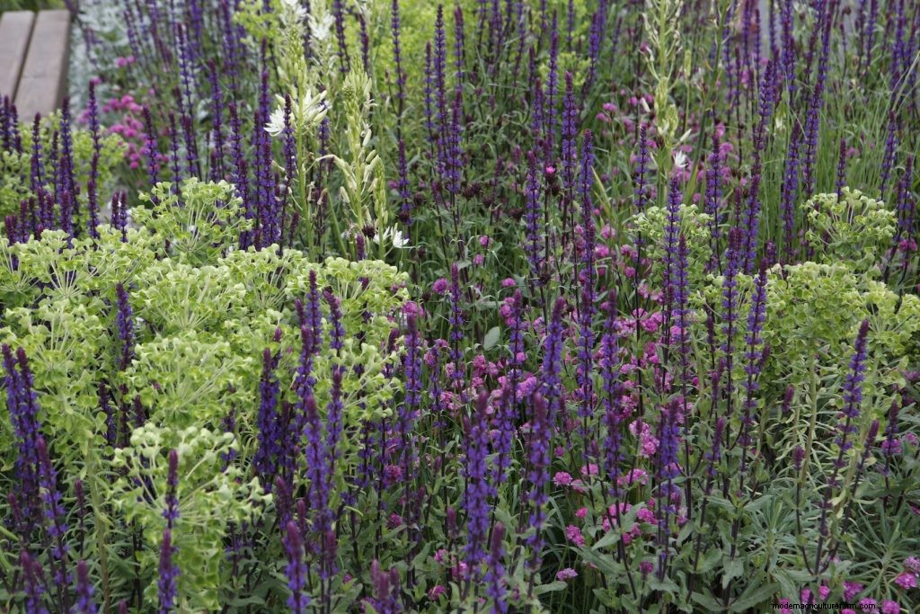 Chelsea Flower Show 2017 Top 5 Plant Combinations