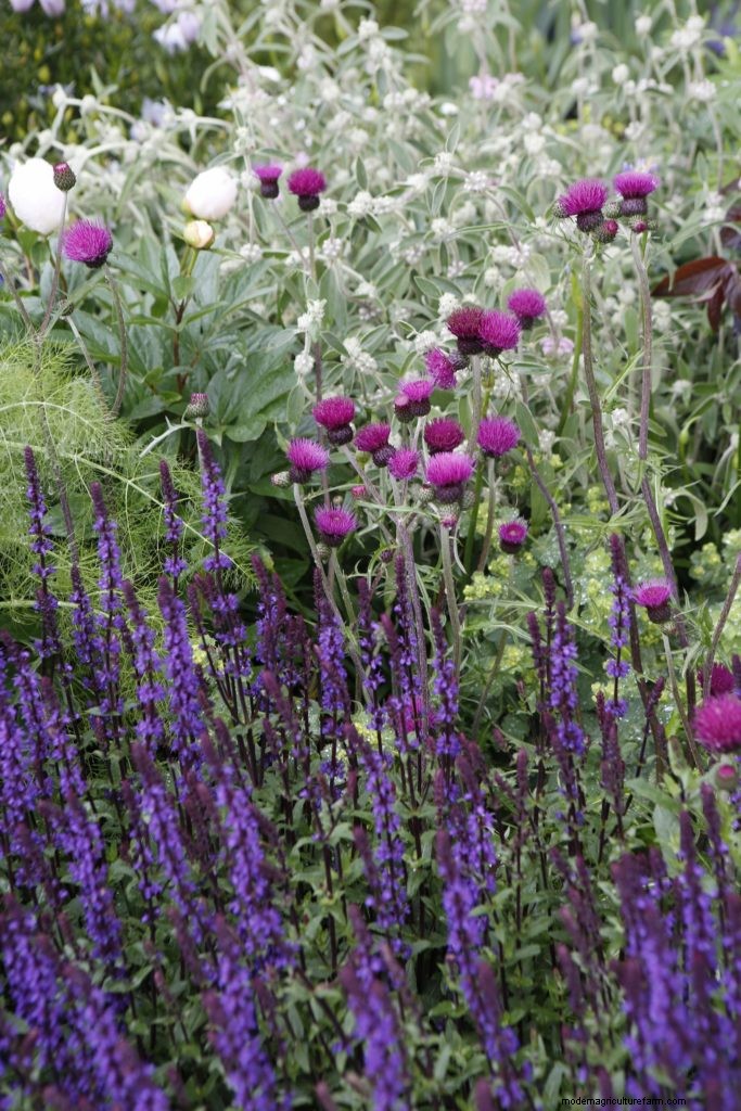 Chelsea Flower Show 2017 Top 5 Plant Combinations
