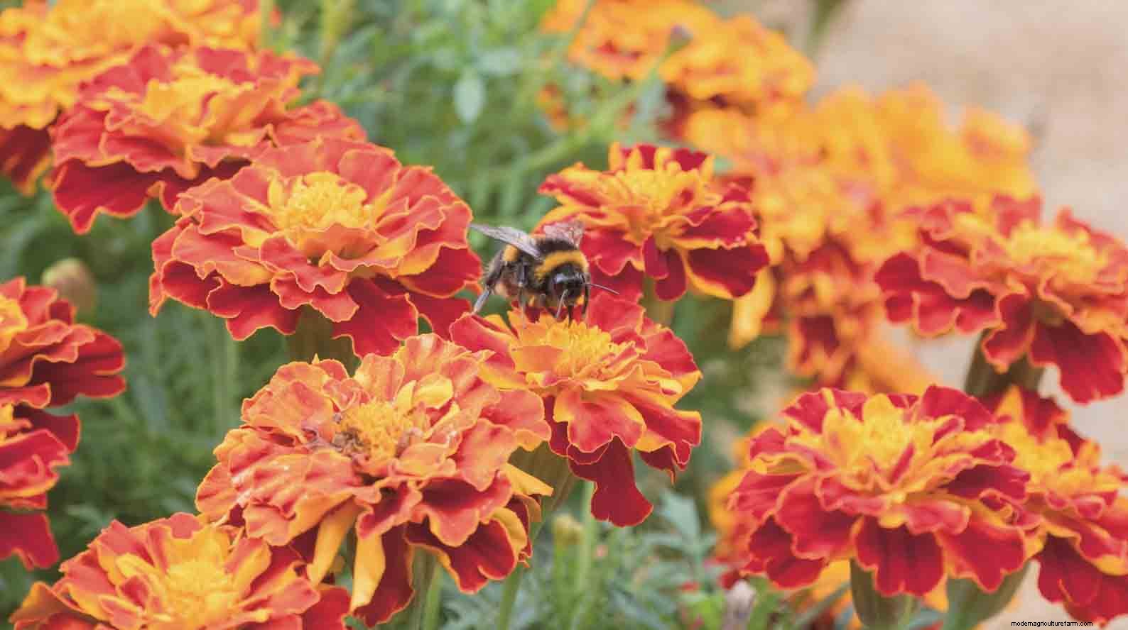 How the colour of plants can affect your mood