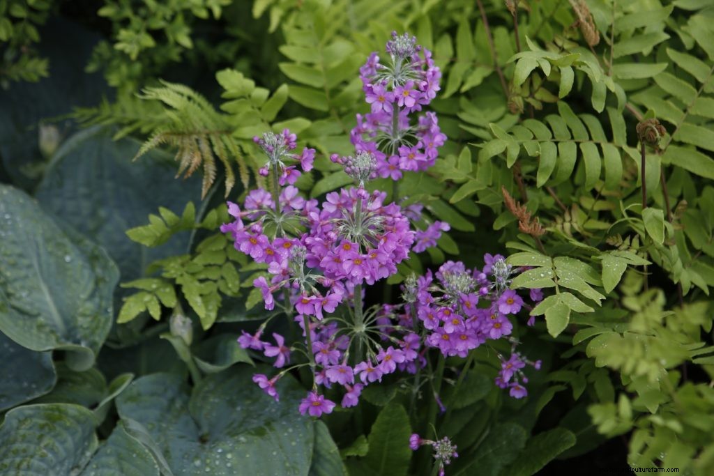 Chelsea Flower Show 2017 Top 5 Plant Combinations