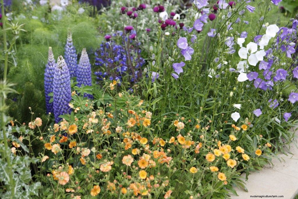 Chelsea Flower Show 2017 Top 5 Plant Combinations
