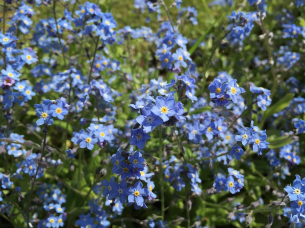 How the colour of plants can affect your mood