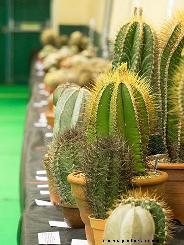 How to grow cacti – five easy steps