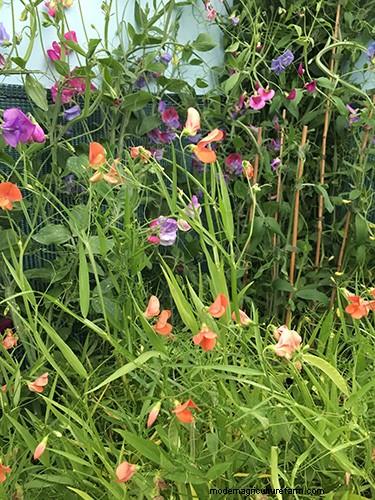 Unusual sweet pea varieties at Chatsworth
