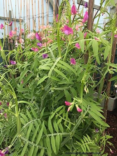 Unusual sweet pea varieties at Chatsworth