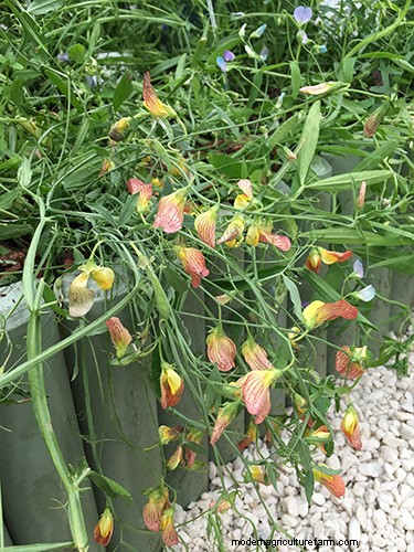 Unusual sweet pea varieties at Chatsworth