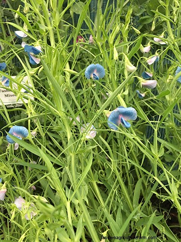 Unusual sweet pea varieties at Chatsworth