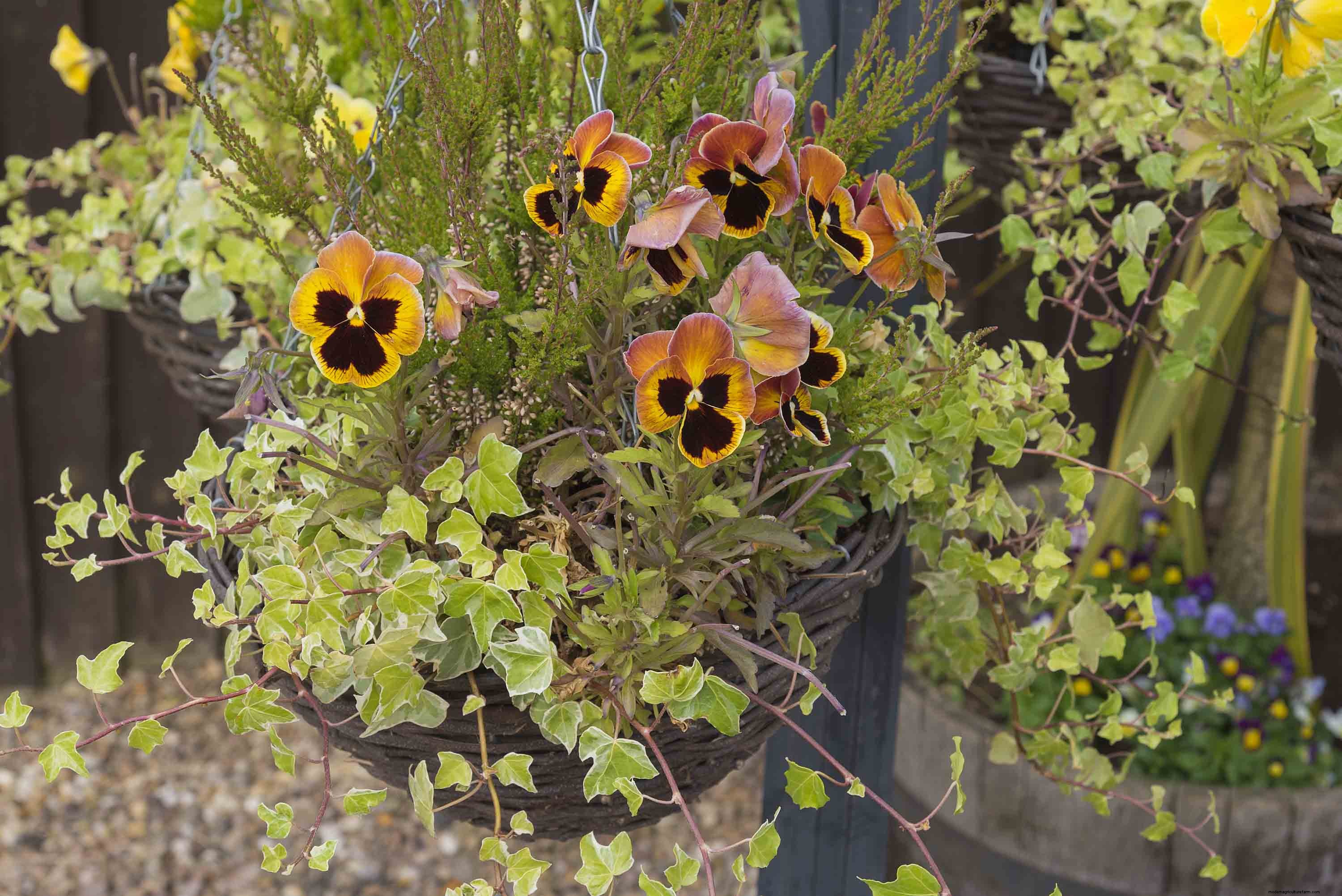 Winter container plants: nine of the best