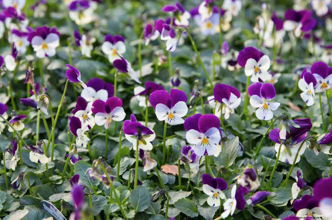 Winter container plants: nine of the best