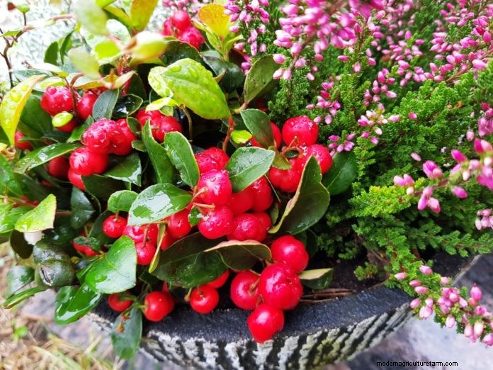 Winter container plants: nine of the best