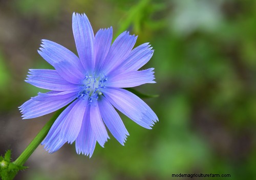 Pretty wildflowers you can eat