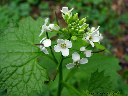 Pretty wildflowers you can eat