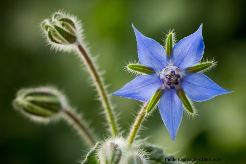 Pretty wildflowers you can eat