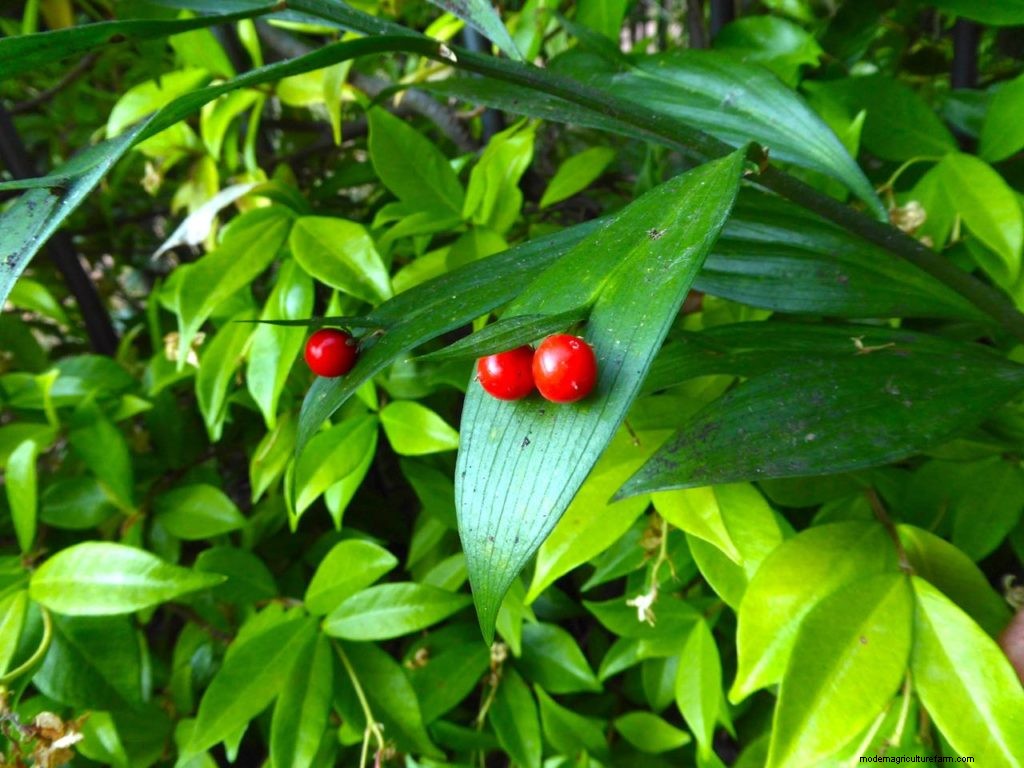 Modern day plant hunters highlight plants for dry shade at Chelsea