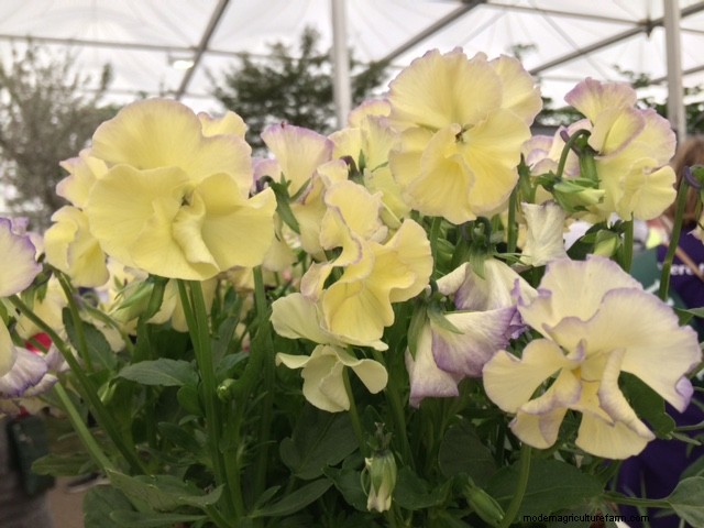 New plants at Chelsea Flower Show 2018