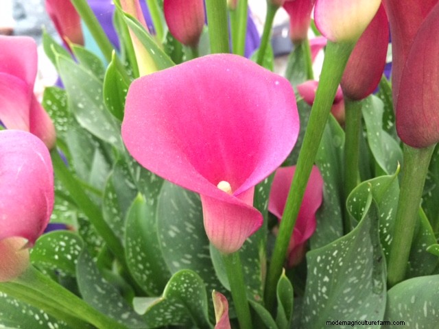 New plants at Chelsea Flower Show 2018