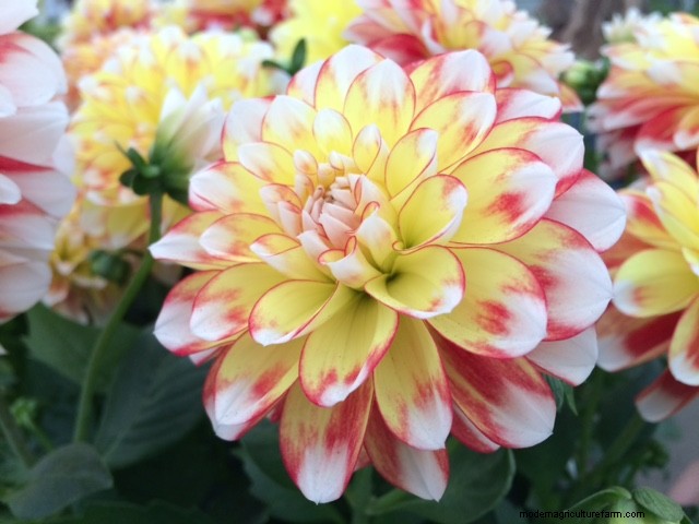 New plants at Chelsea Flower Show 2018