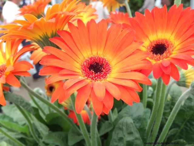 New plants at Chelsea Flower Show 2018