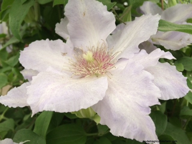 New plants at Chelsea Flower Show 2018