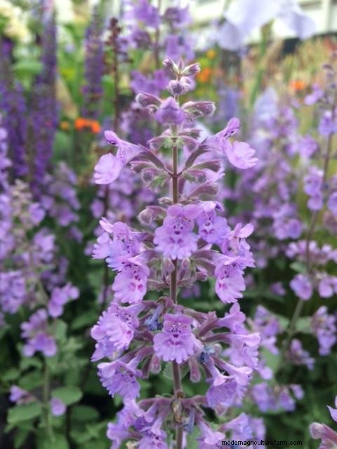 Top 5 drought tolerant plants