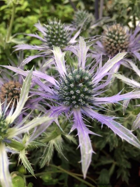 Top 5 drought tolerant plants