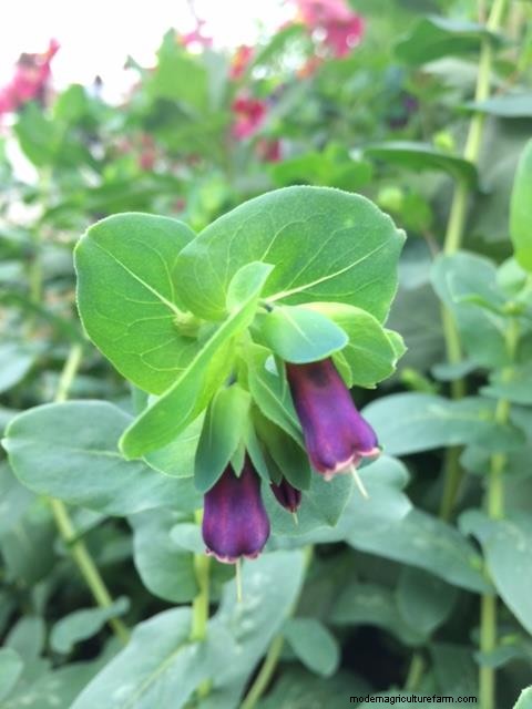 Top 5 drought tolerant plants