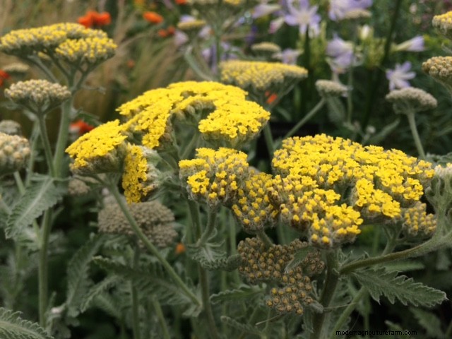 Top 5 drought tolerant plants