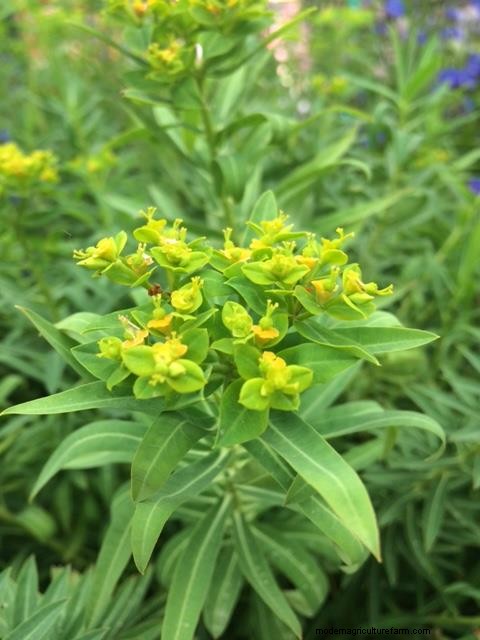 Top 5 drought tolerant plants