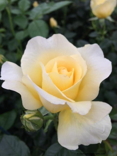 Gorgeous roses from Chelsea Flower Show