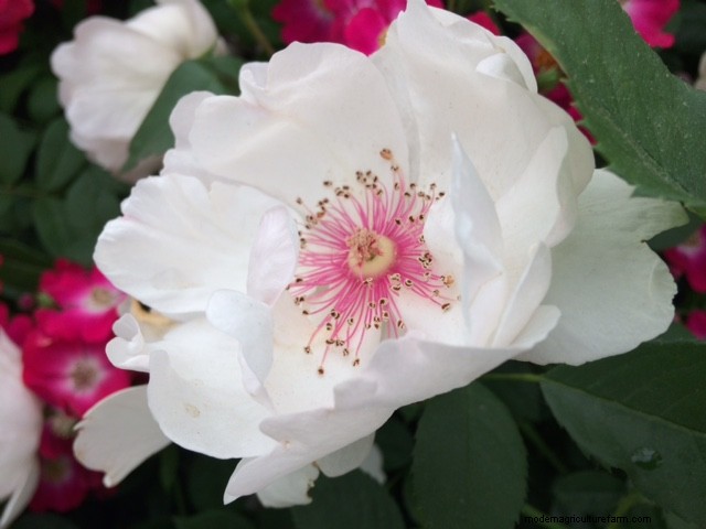 Gorgeous roses from Chelsea Flower Show
