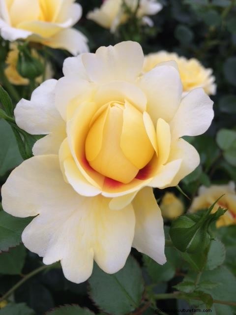 Gorgeous roses from Chelsea Flower Show