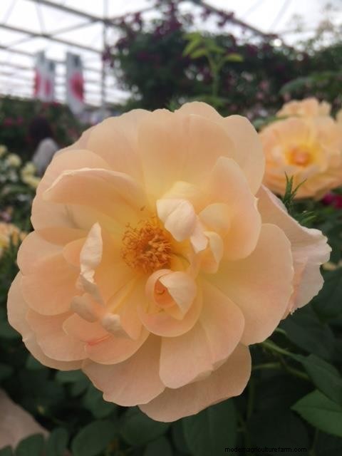 Gorgeous roses from Chelsea Flower Show