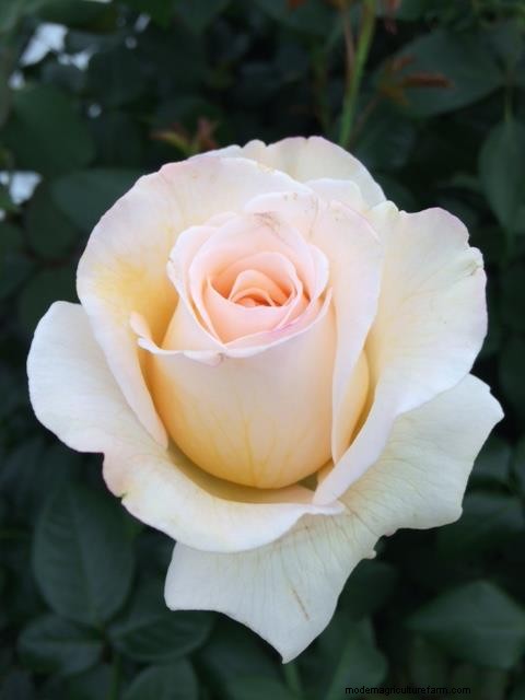 Gorgeous roses from Chelsea Flower Show