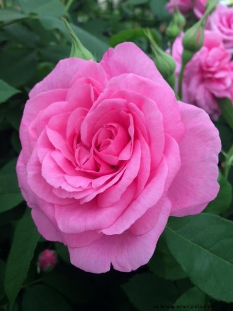 Gorgeous roses from Chelsea Flower Show