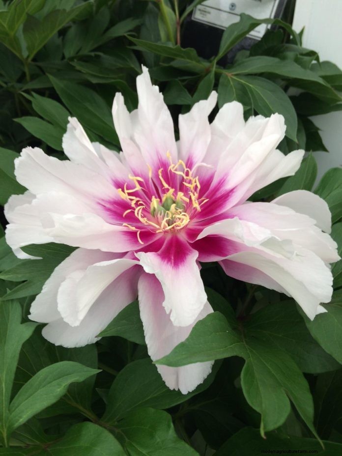 Plant trends from the Great Pavilion at Chelsea Flower Show