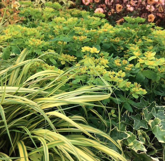 Plant trends from the Great Pavilion at Chelsea Flower Show