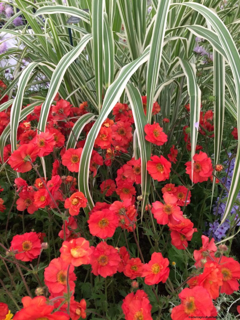 Plant trends from the Great Pavilion at Chelsea Flower Show