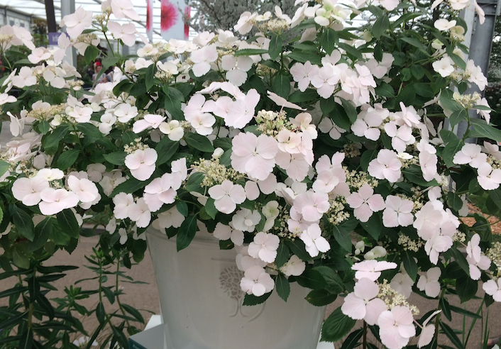 Plant trends from the Great Pavilion at Chelsea Flower Show