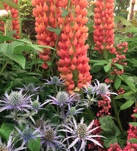 Plant trends from the Great Pavilion at Chelsea Flower Show
