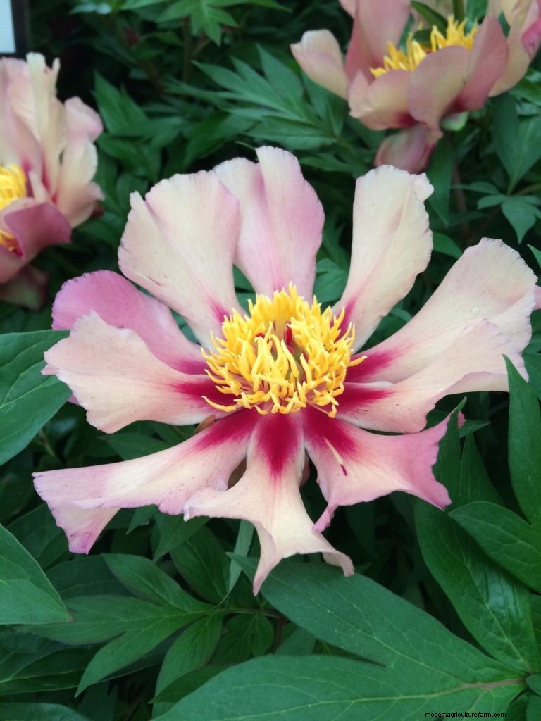 Plant trends from the Great Pavilion at Chelsea Flower Show