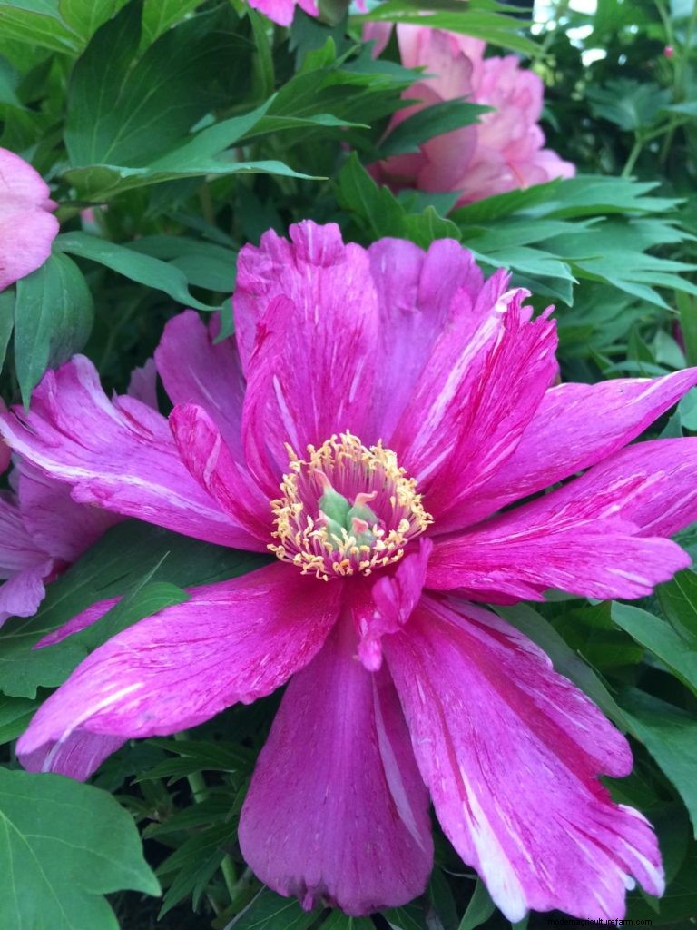 Plant trends from the Great Pavilion at Chelsea Flower Show