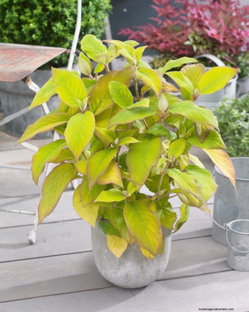 New plants from Hillier nurseries at RHS Chelsea Flower Show