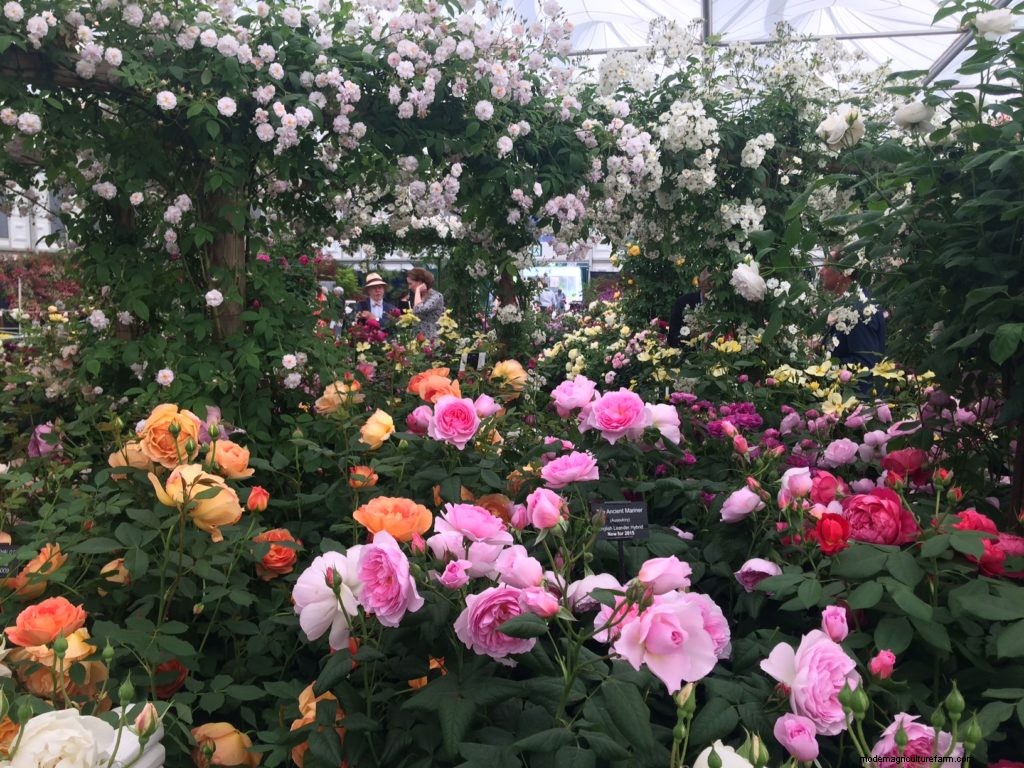 Beautiful new roses from David Austin Roses at Chelsea Flower Show