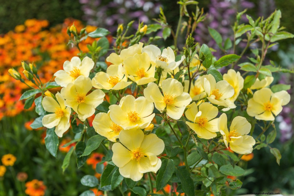 Beautiful new roses from David Austin Roses at Chelsea Flower Show