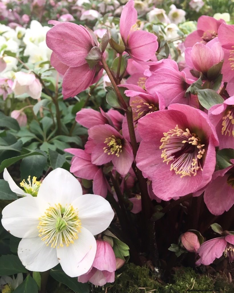 Perfection in the Great Pavilion at Chelsea